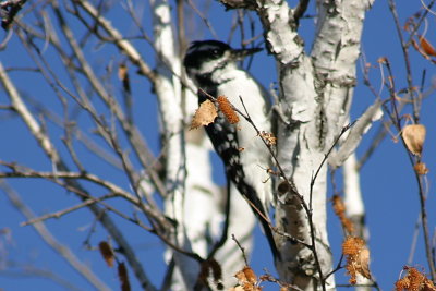 hairy_woodpecker