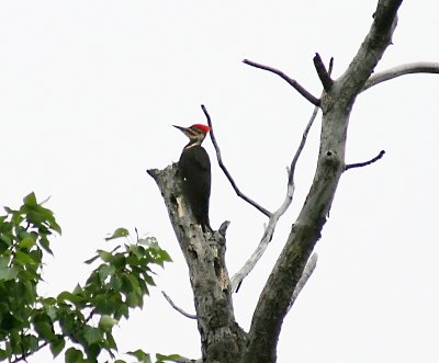 pileated_woodpecker