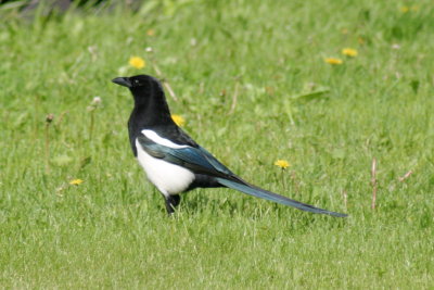 black_billed_magpie