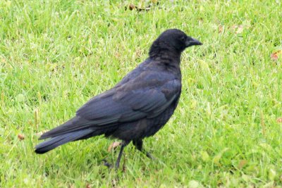 american_crow