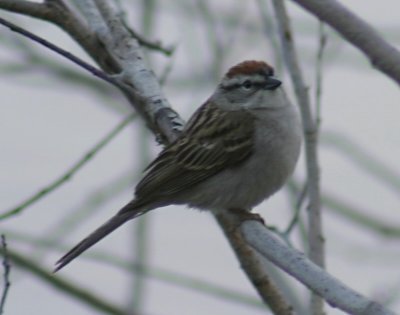 560_chipping_sparrow.jpg