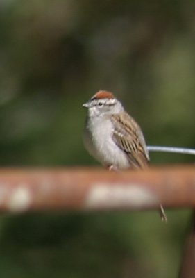 560_chipping_sparrow_2.jpg