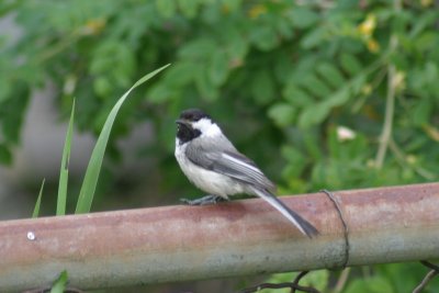 black_capped_chickadee