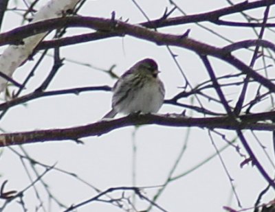 528_common_redpoll2.jpg