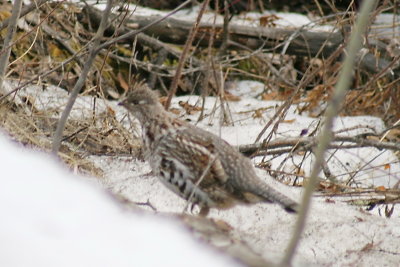 300_ruffed_grouse.jpg