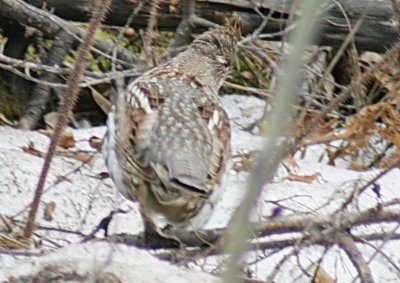 300_ruffed_grouse_1.jpg