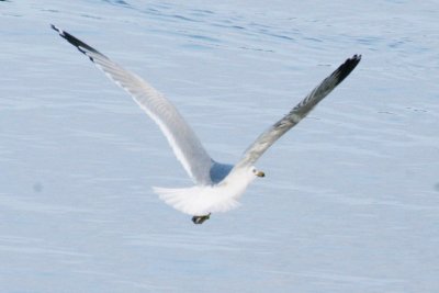 054_ring_billed_gull (2).jpg