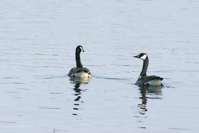 172_canada_geese.jpg