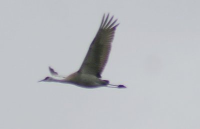 sandhill_crane