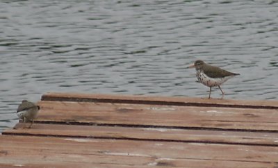 spotted_sandpiper