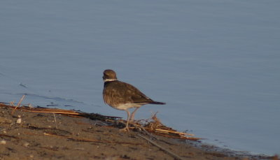 274_semipalmated_plover (2).jpg