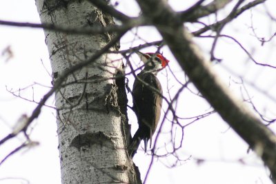 405_pileated_woodpecker (2).jpg