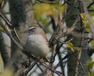 560_chipping_sparrow_2 (2).jpg