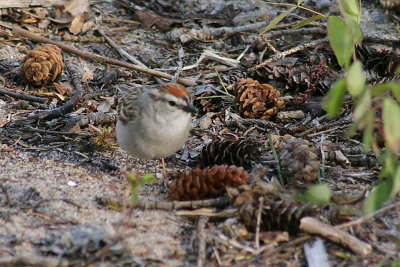 chipping_sparrow1.jpg