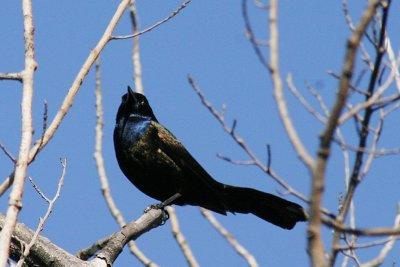 grackle1.jpg