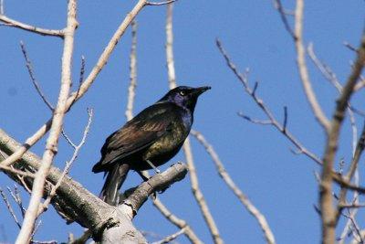 grackle2.jpg