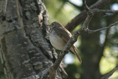 hermit_thrush.jpg