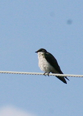 tree_swallow