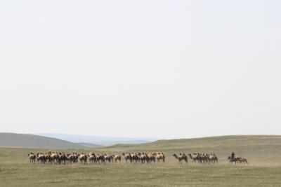 Camel herding
