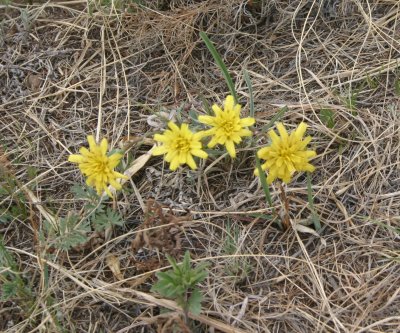 mongolian_wildflowers