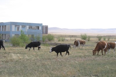 Cows roam where people once lived