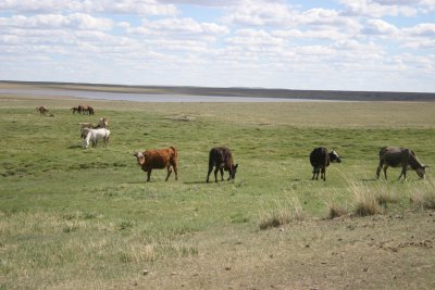 Cattle and horses