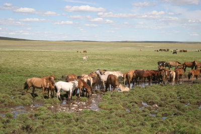 Horses watering