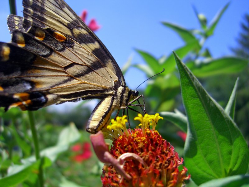 Butterfly<br>8-6-06