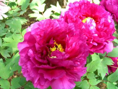 Japanese Tree Peony