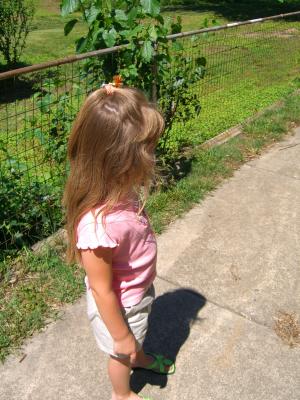 The driveway and fence