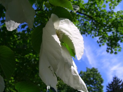 Dove Tree