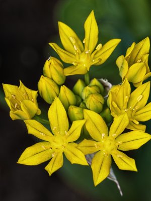 Alliums (garlics)