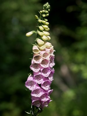 Pink flowers