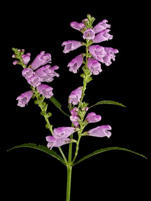 Posed flowers black ground