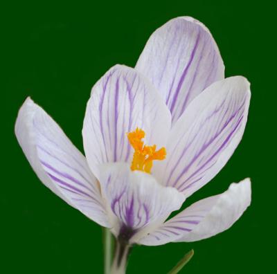 g4/51/659951/3/61272787.Crocusvernuswhite5login.jpg