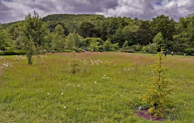 Rosemoor meadow