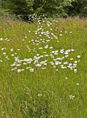 Rosemoor meadow