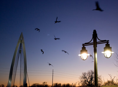 keeperbridgebirdsweb.jpg
