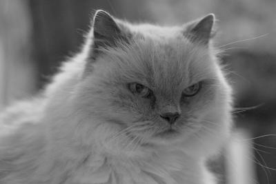 Le Cat
