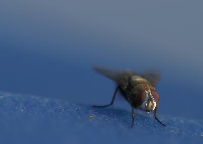 Fly with poor-man's macro