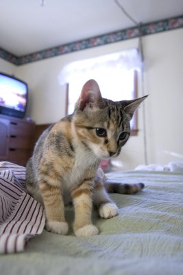 kitten.jpg