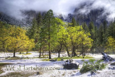 Yosemite light Snow