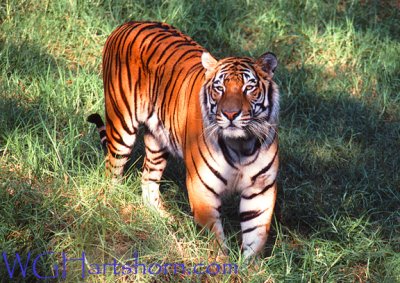 Bengal Tiger