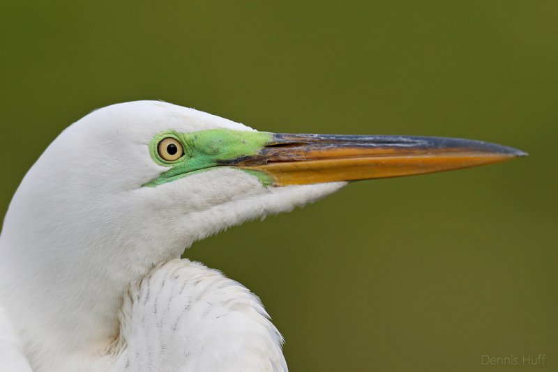 Gatorland Rookery