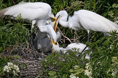 Gatorland Rookery