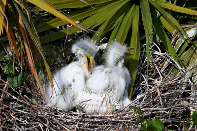 Gatorland Rookery