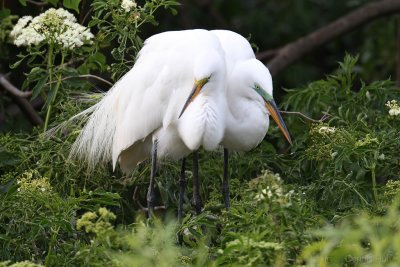 Gatorland Rookery