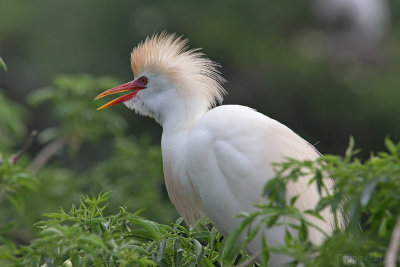 Gatorland Rookery