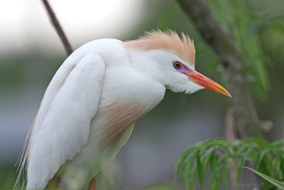 Gatorland Rookery