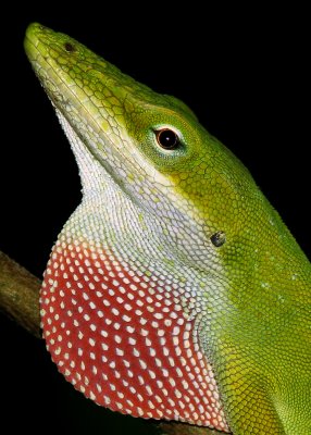 Reptiles